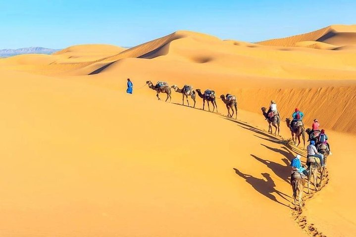 Camel Trekking in Abu Dhabi- Abu Dhabi Camel Ride  - Photo 1 of 4